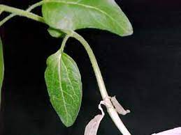 هورمون سیتوکنین در گیاه