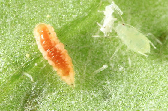 لاروهای بال توری