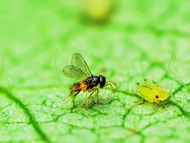 لاروهای پشه شته خوار