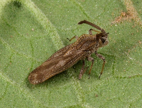 آفت زدگی شاهپسند - دلایل گل ندادن شاهپسند