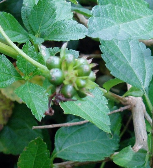 غلافهای سبز رنگ عجیب در شاهپسند