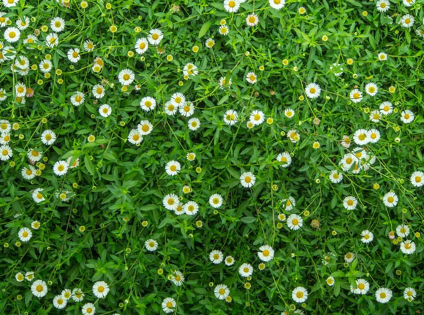 آسم شدید - گیاهان با رسیدگی کمتر