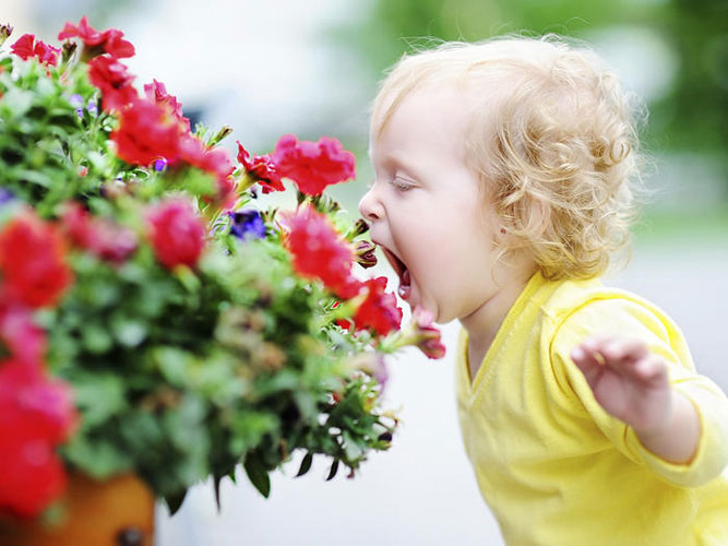 آلرژی فصلی به گیاهان - گلهای معطر