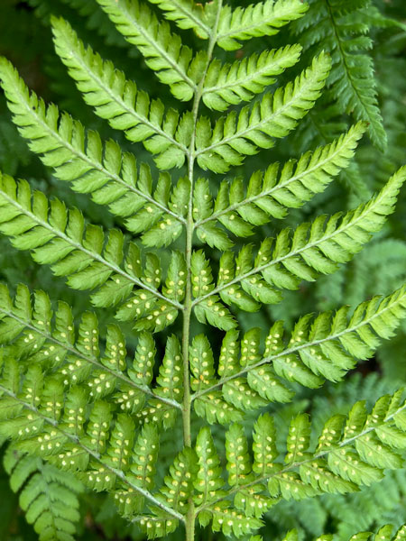 هاگ های پشت برگ سرخس