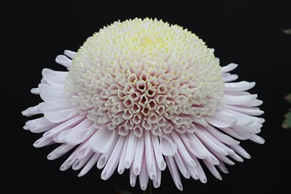 شقایقی یا آنمون