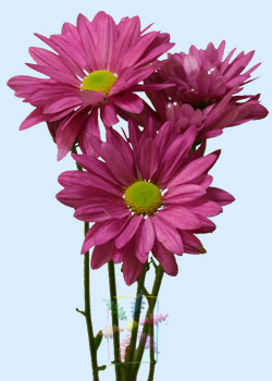 تک گل یا کم پَر