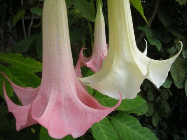 تکثیر تاتوره درختی