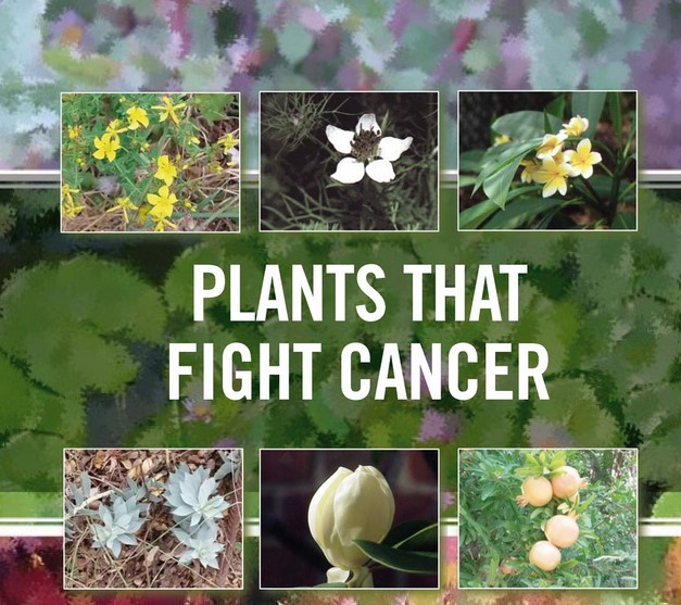 تاثیرات شگفت انگیز ۵ گیاه در مبارزه با سرطان