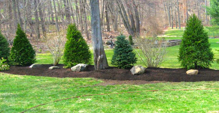 جلوگیری از سرمازدگی درختان همیشه سبز