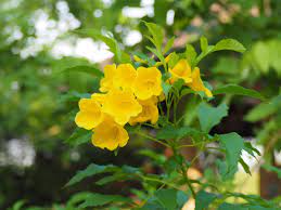 پرورش توسکای زرد