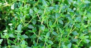 انتقال گل آویشن