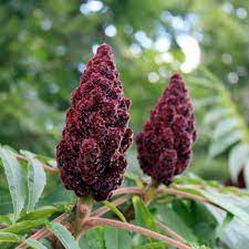 هرس سماق آمریکایی