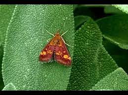 دور کردن شب پره ها به کمک نعناع