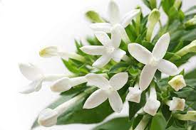 پرورش گل بوواردیا