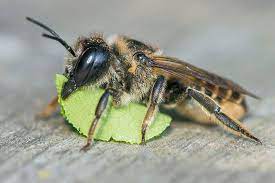 مقابله با آفت ها با زنبور انگلی