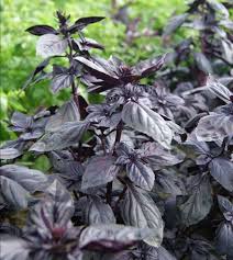 خاک مخصوص کاشت ریحان گنووس