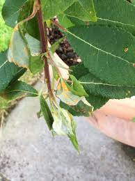 درمان برگ بیدی