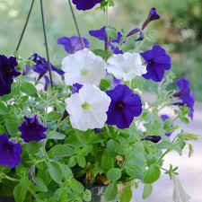 کوچک شدن گل های اطلسی