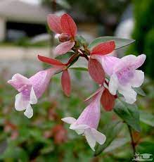 پرورش آبلیا