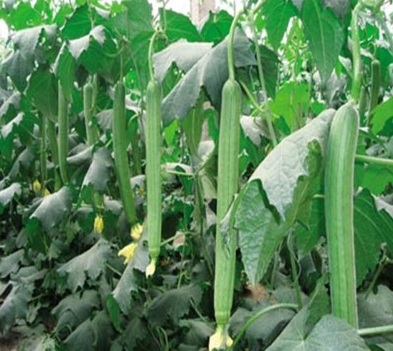 معرفی گیاه لوفا