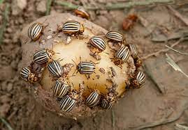 آفت های سیب زمینی کلرادو