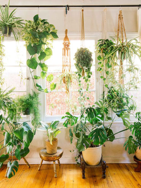 جا نمایی گیاهان آپارتمانی در خانه