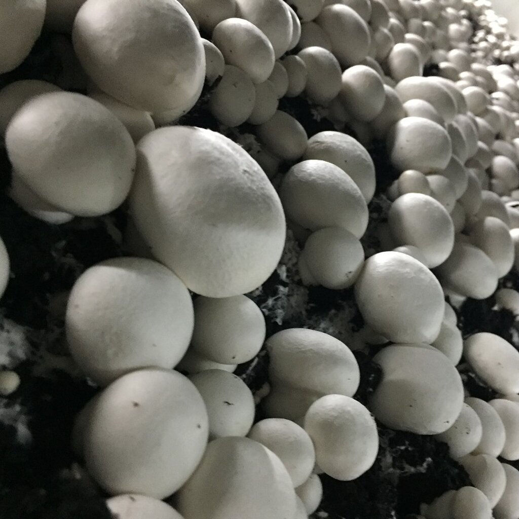 کشت میسلیوم