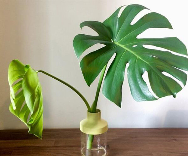 پیدا کردن شاخه سالم