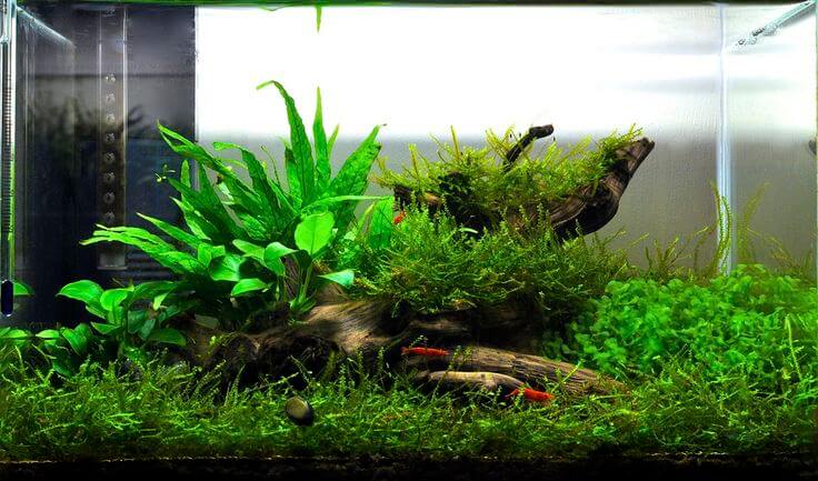 پرورش خزه جاوه در آکواریوم