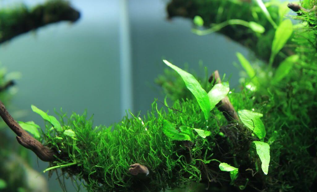 مراقبت از خزه جاوا