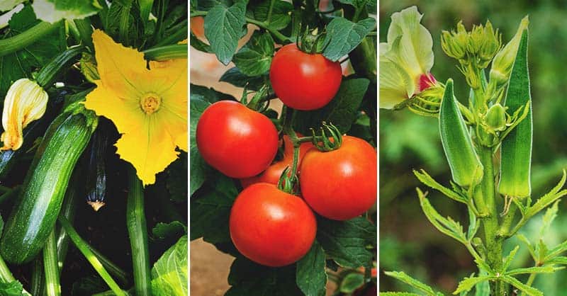 کاشتن نهال در خاک تازه