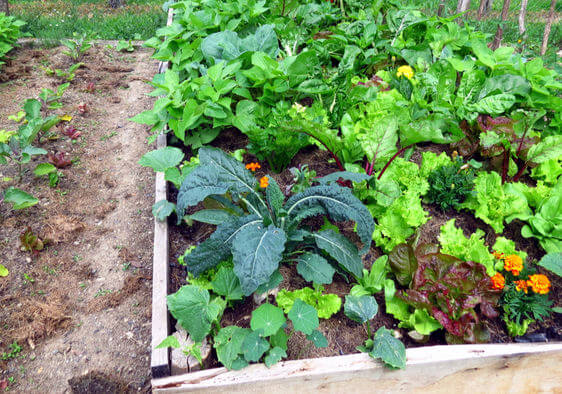 پرورش سبزیجات سالم