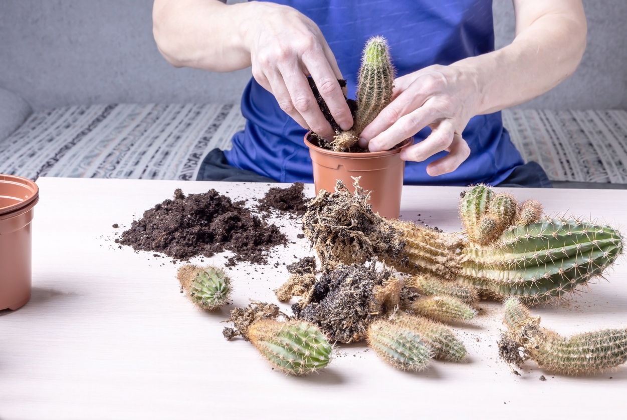 آفات کاکتوس 