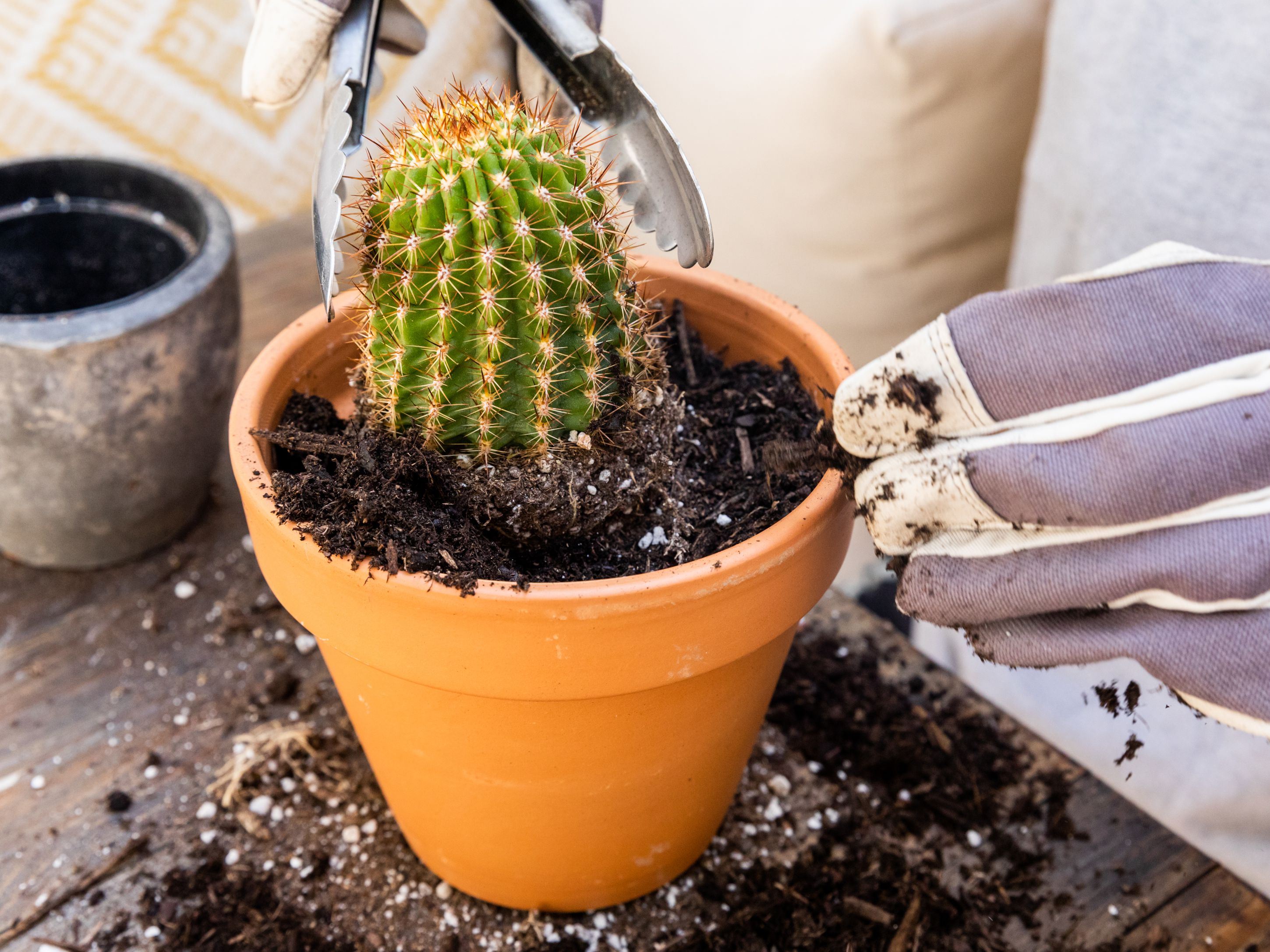 هنگام انتقال کاکتوس به مکان روشن تر مراقب باشید