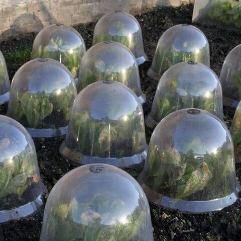 گیاهان خود را بپوشانید