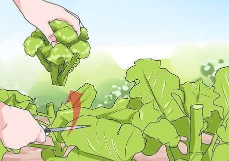 برداشت محصولات