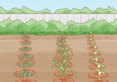 غذای خودمان را پرورش دهیم