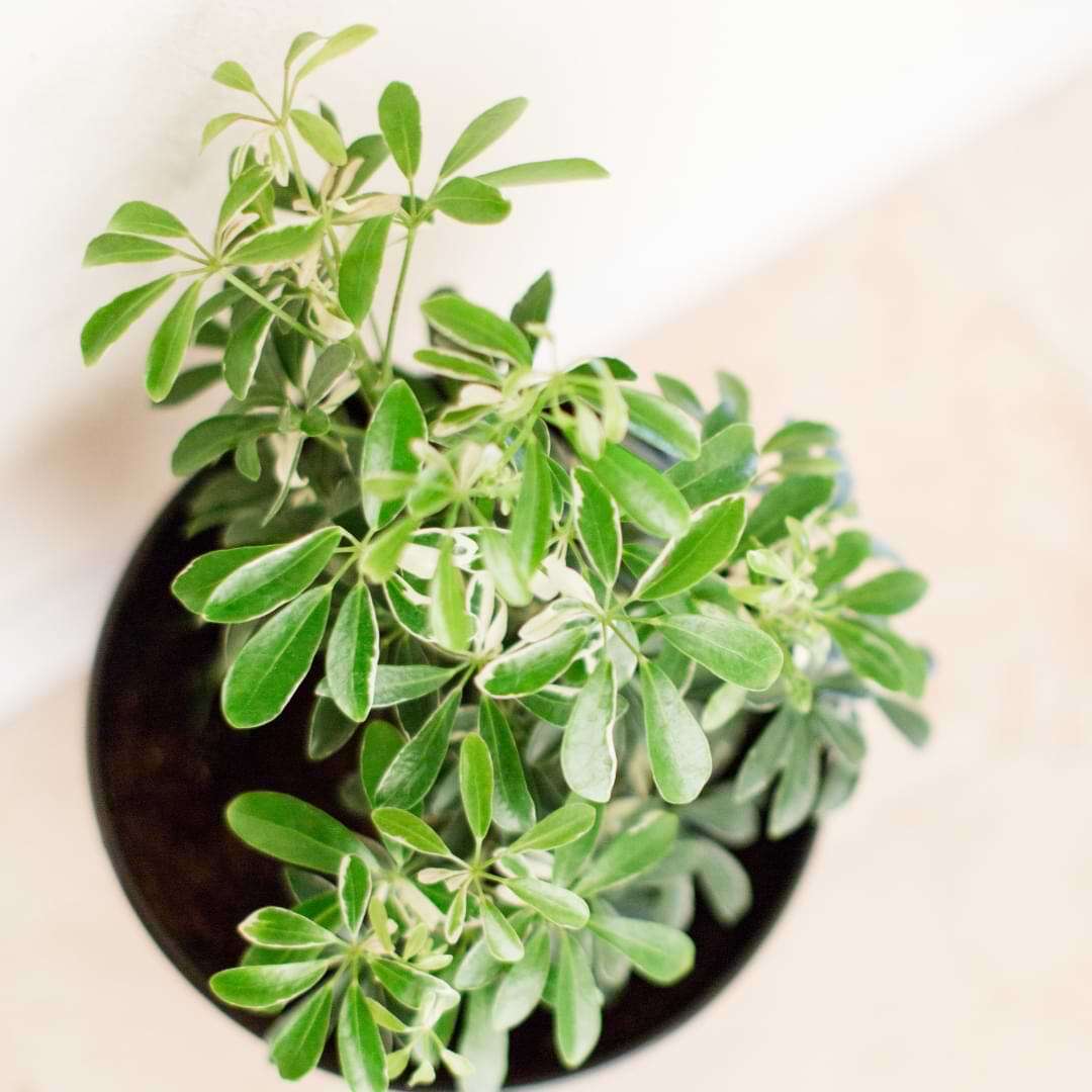 مراقبت از شفلرا