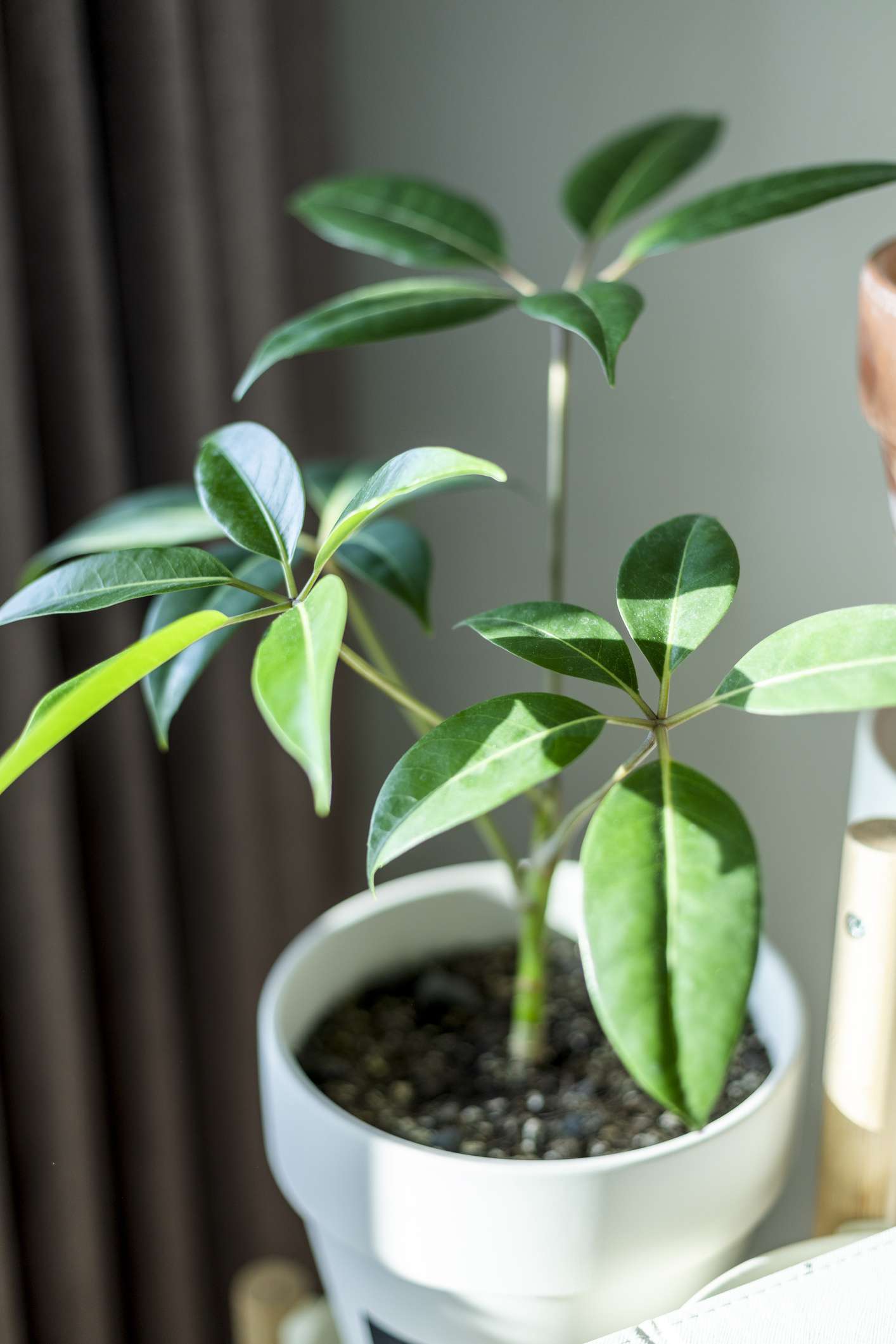 تعویض گلدان مجدد، هرس و کنترل آفات