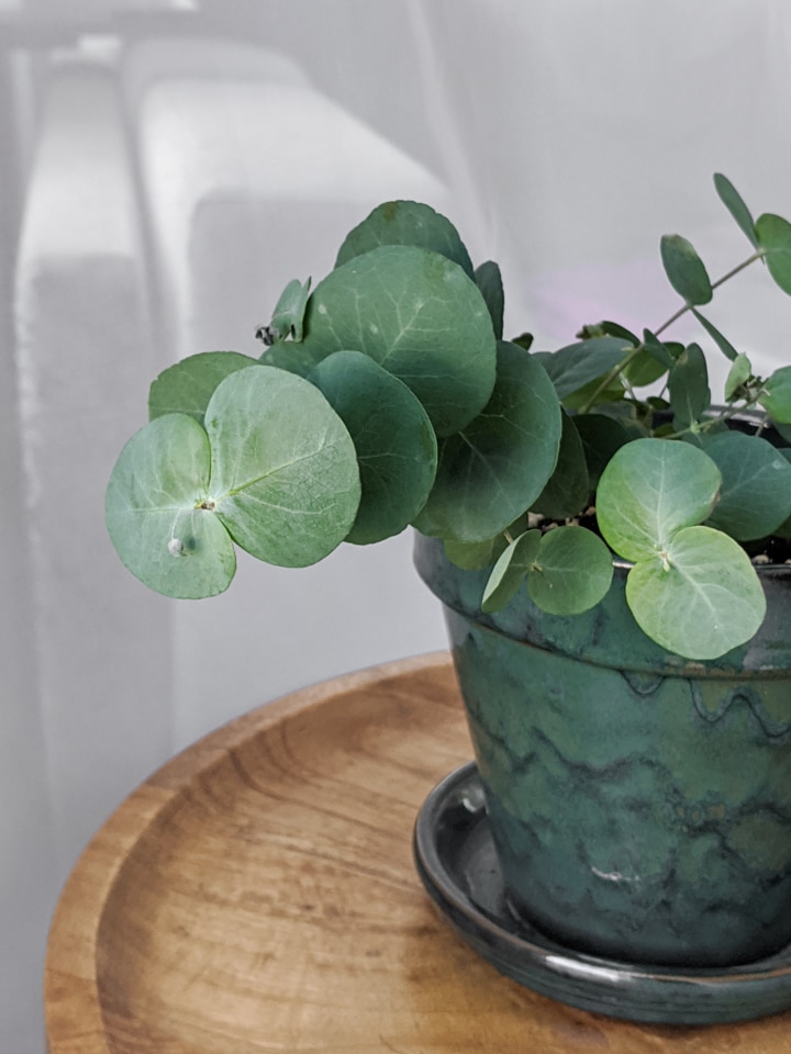 کاشت اکالیپتوس