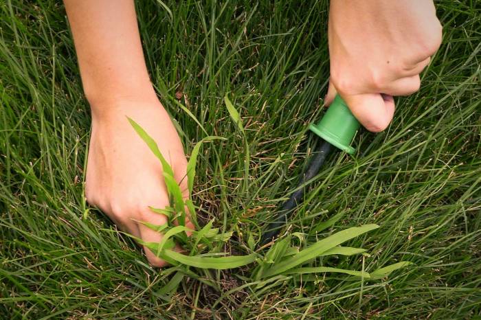 از بین بردن علف های هرز