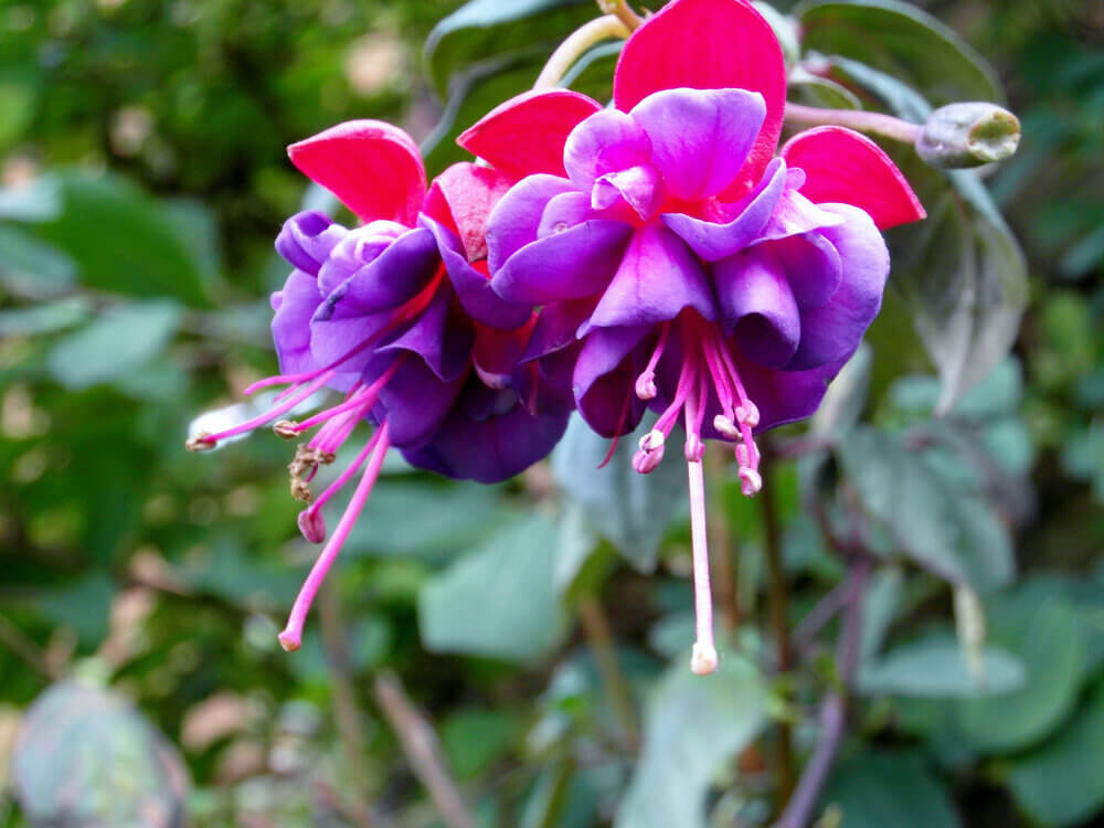 انتخاب مکان مناسب فوشیا