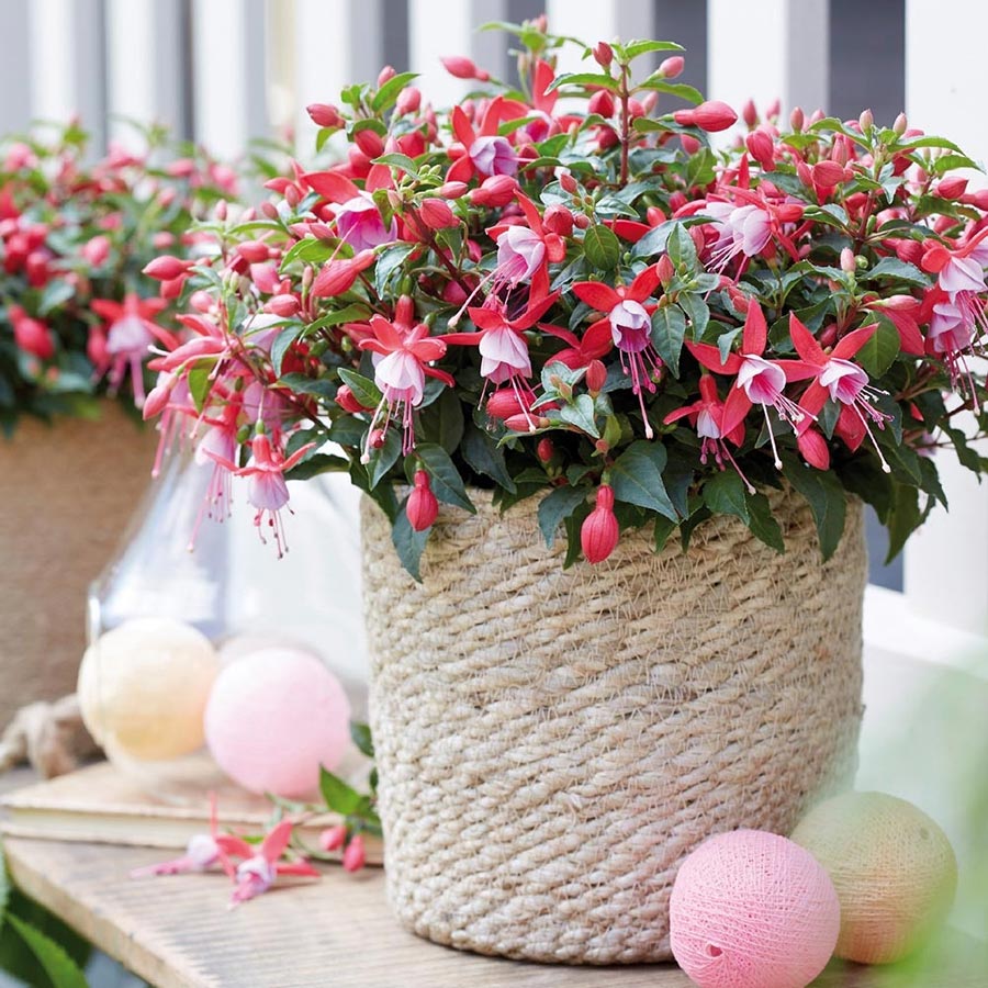 نصف کردن گیاهان در اواخر پاییز