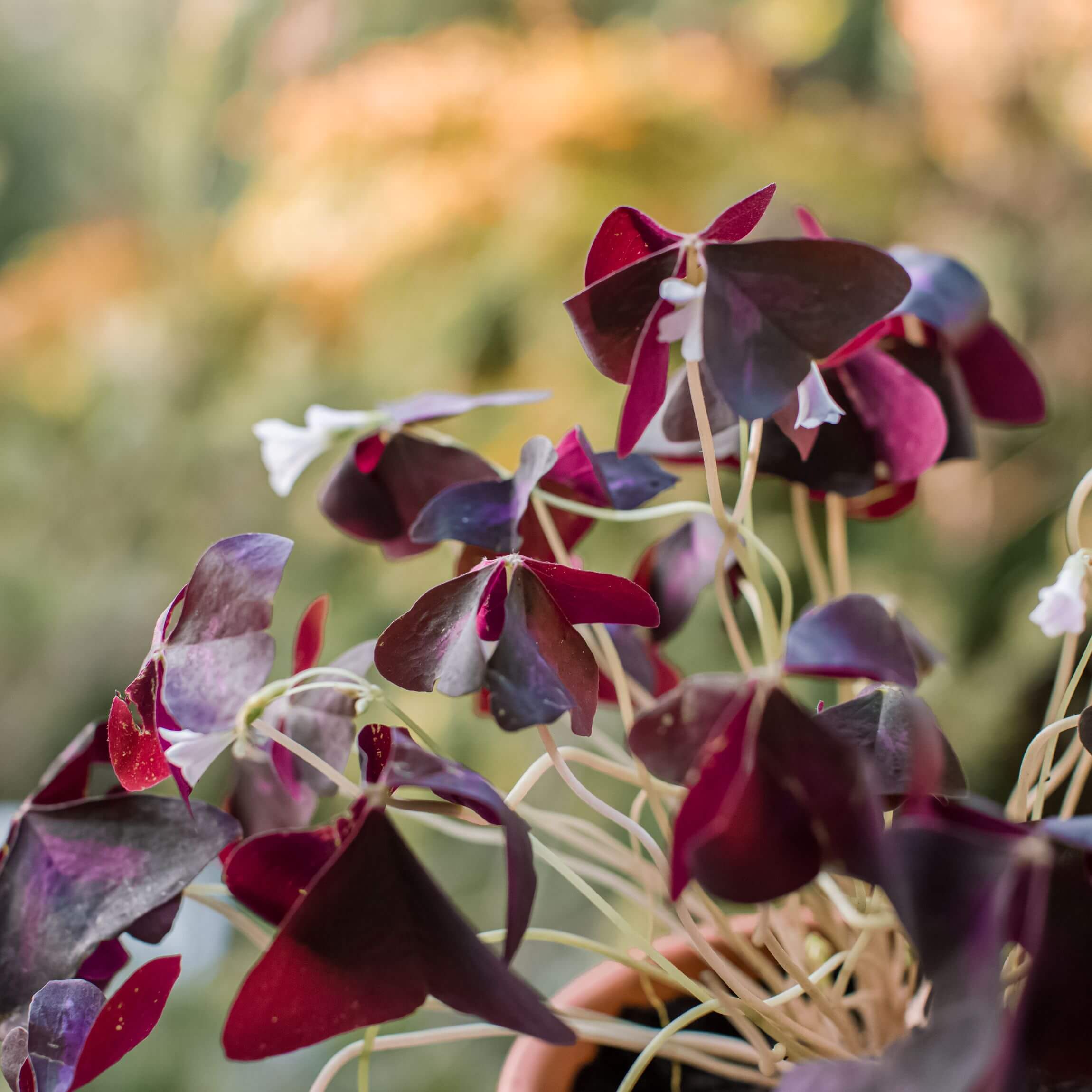 تغذیه شبدر بنفش کود فسفر بالا