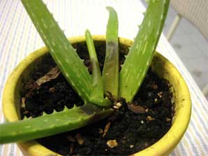 عوض کردن گلدان به دلیل پوسیدگی ریشه