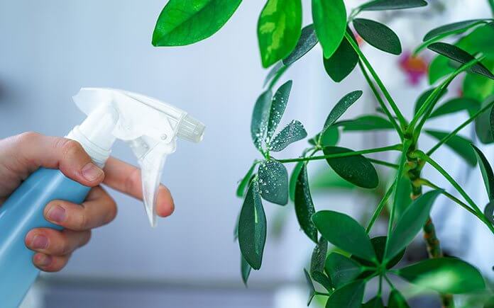 تمیز کردن گیاهان آپارتمانی - برگ هارا منظم بشویید