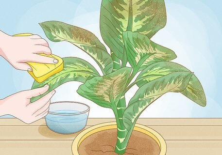 گیاه را با آب مقطر بشویید