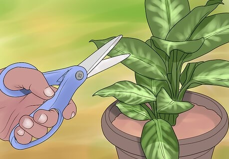 حذف برگ های قهوه ای گیاهان آپارتمانی - حذف نوک های قهوه ای با حفظ شکل برگ