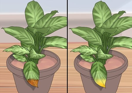 حذف برگ های قهوه ای گیاهان آپارتمانی