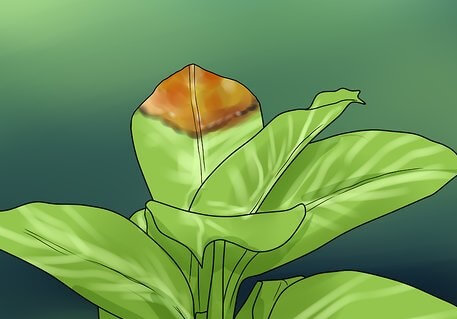 قسمتی از نوک قهوه ای باقی بماند